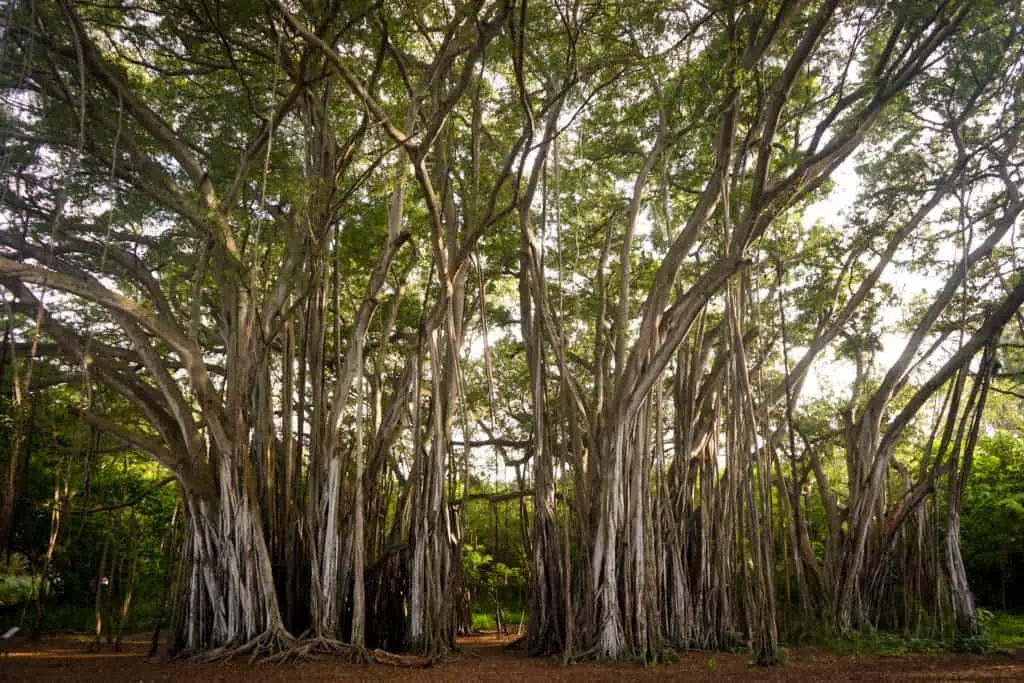 Banyan Tree