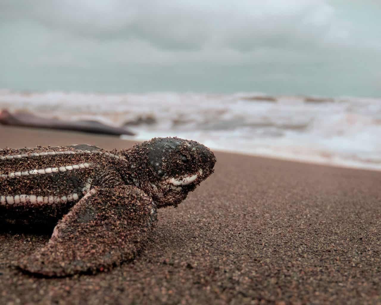 The 10 Best Things To Do in Tamarindo, Costa Rica